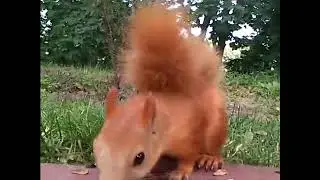 Вавёрка)