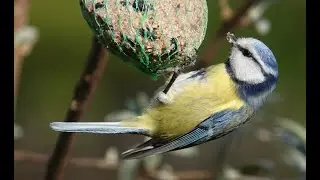 Birdgardening
