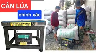 CÂN ĐIỆN TỬ CÂN LÚA CHO ANH EM MIỀN TÂY TÌM ĐÂY Ạ , CHÍNH XÁC ,BỀN BỈ ,CHẮC CHẮN ,THU SỐ VỀ 0 NHANH