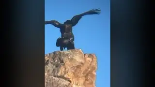 MO is live! Eagles mating season 2026 begins, Eaglet Zoo ,deer, kestrel  #cute #nature #animals