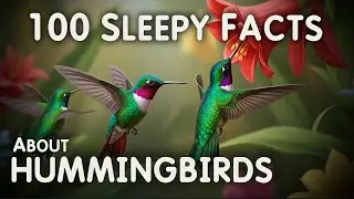 The Most Relaxing Facts About Hummingbirds to Fall Asleep To - Science for Sleep