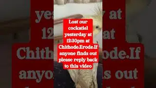 Missing Cockatiel #missing#cockatiel  #missing cockatiel #report#lost #lostcockateil #erode
