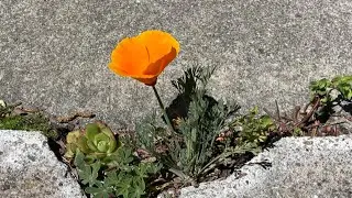 David Gans 2/3/26 live from Oakland