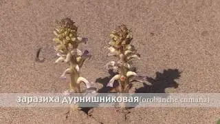 заразиха дурнишниковая