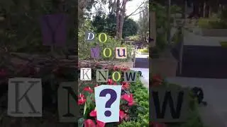 Do You Know? 0.1 #Anthurium #Laceleaf #flowers #garden #doyouknow