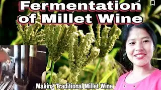 Making Traditional Millet Wine | Fermented Traditional Wine | Popo Koko