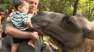 Bactrian Camel Encounter - Cincinnati Zoo