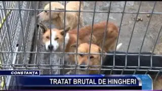 TRATAT BRUTAL DE HINGHERI