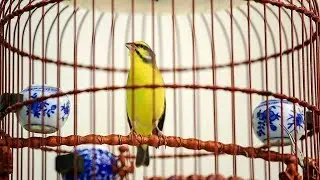 石燕美聲 Green Singer Finch(penyanyi hijau)