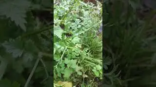 Deadly Hemlock Water-Dropwort