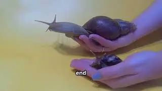 Something is Very Wrong With This Snail!
