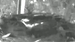 Achieva Credit Union Osprey St  Petersburg, Florida  2 7 17 724pm Mom laid 1st egg
