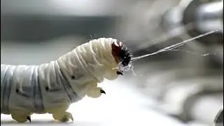 Inside the Silk Creation Factory | How Tiny Worms Spin a $50,000 High-Fashion Dress