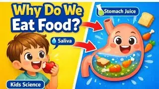 Why Do We Eat Food? | Digestion Process for Kids | Kids Science