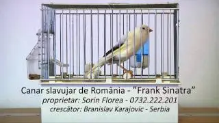 Canar slavujar de Romania - Campionul Serbiei seniori 2010 