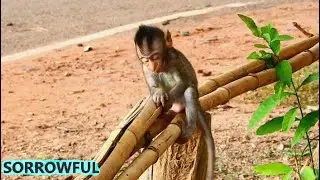 NO MOM NO MILK, WHERE IS MOMMY? FEELING SO LONELY...TINY BABY CINN SITTING ALONE WITH FEELING HUNGRY