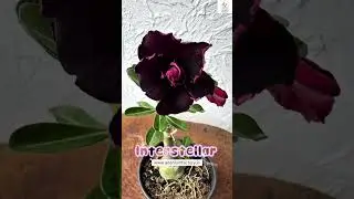 Rare Imported Latest Adenium Variety Online Sale 🔥 #adenium #plants #flowers #gardening