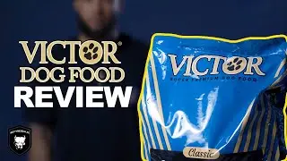 BEST AMERICAN  BULLY DOG FOOD? VICTOR DOG FOOD REVIEW | BIG TYME REVIEWZ