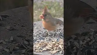A cardinal enjoying a little snack. ( January  28, 2026)