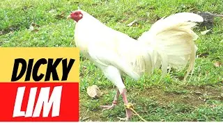 Dicky Lim | Ian Pangilinan | Poultry Show IGF 2020
