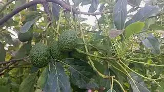 Growing Hass avocados in Kenya ❤️#gardening #agriculture 