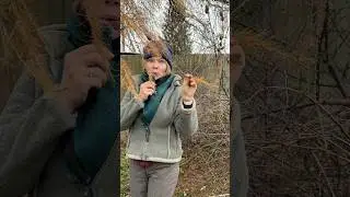 Why is the Larch tree the unique conifer? #trees #larch #conifer