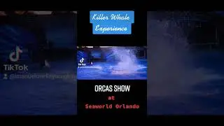 A Killer Whale Experience (Orca Encounter) #dive #jump #splash #ocean #oceanlife #powerfulpredator