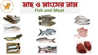 Fish and Meat Vocabulary | ইংরেজিতে বিভিন্ন মাছ এবং মাংসের নাম | 30 fish and meat name #fish #meat