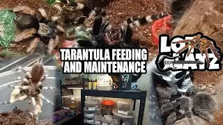 Tarantula Care 101: Expert Tips for Feeding and Maintaining Your Fascinating Arachnid Pets!