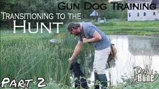 Gun Dog Transitional Training | Part 2