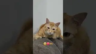 Only true cat lovers can understand🐈😻✨#shorts #catlovers #youtube