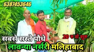 Malihabad Nursary | Lavanya Nursary Malihabad | यहाँ पर आपको सबसे सस्ते आम के पौधे मिलेंगे 🌳 | 😱