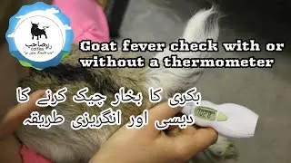 Check goat's temperature with or without thermometer/Bakri ka bukhar check desi tariqa