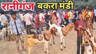 Raniganj Bakra mandi 12/11/24 Live Update |Raniganj Bakra Mandi Amethi |Bakra Mandi Latest Video