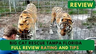 Big Cat Rescue Tampa Florida Full Review and Tips