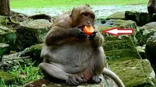 Much Pity Poor Pity Sweet pea Try Too Much To Find Food - He Try Still Getting Food