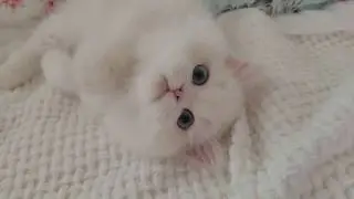 White Persian Kitten rolling around!