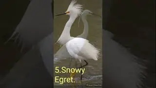TYPES OF EGRETS  सफेद बगुलो की विभिन्न प्रजातियां  part-1#short #youtubeshort