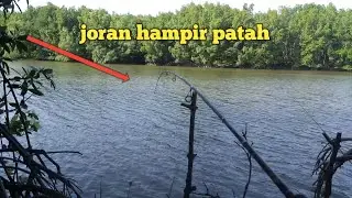 Mancing di muara umpan jitu cacing laut