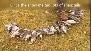 Denton - Lewistown Montana bird hunting