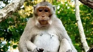 Great video of monkey family, Kind Jane family looks adorable and friendly