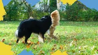 Woundcure Spray | Rumatec Vetcare | For Pets
