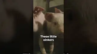5 Fun Facts About Mini Pigs!