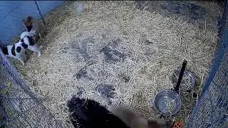Pomsky Puppies [Live Feed] !feed !info !names !outside !socials !discord
