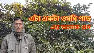 অর্জুন গাছ 🌲 ভীষণ উপকারী গাছ | Samir Family Blog 