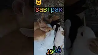завтрак