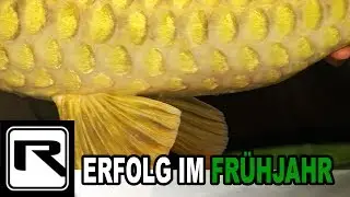 ERFOLGREICH zum SAISONSTART auf KARPFEN - K&ouml;der! Futter! Spotwahl!
