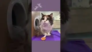 Happy Caturday - Meet Khloe!