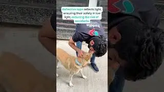 Free Reflective Collars for Street Dogs- Reflective Collar Drive by Kuddle