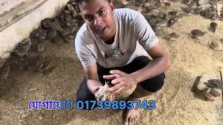 কোয়েল পাখি শুকিয়ে মারা যায় কেন ।